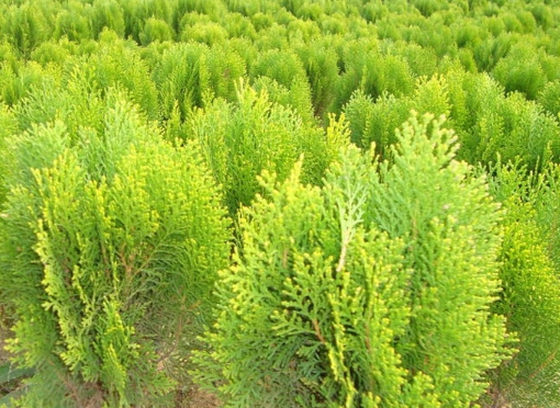 Platycladus orientalis seed